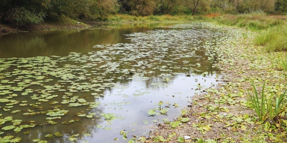Mikulčické rameno v CHKO Soutok