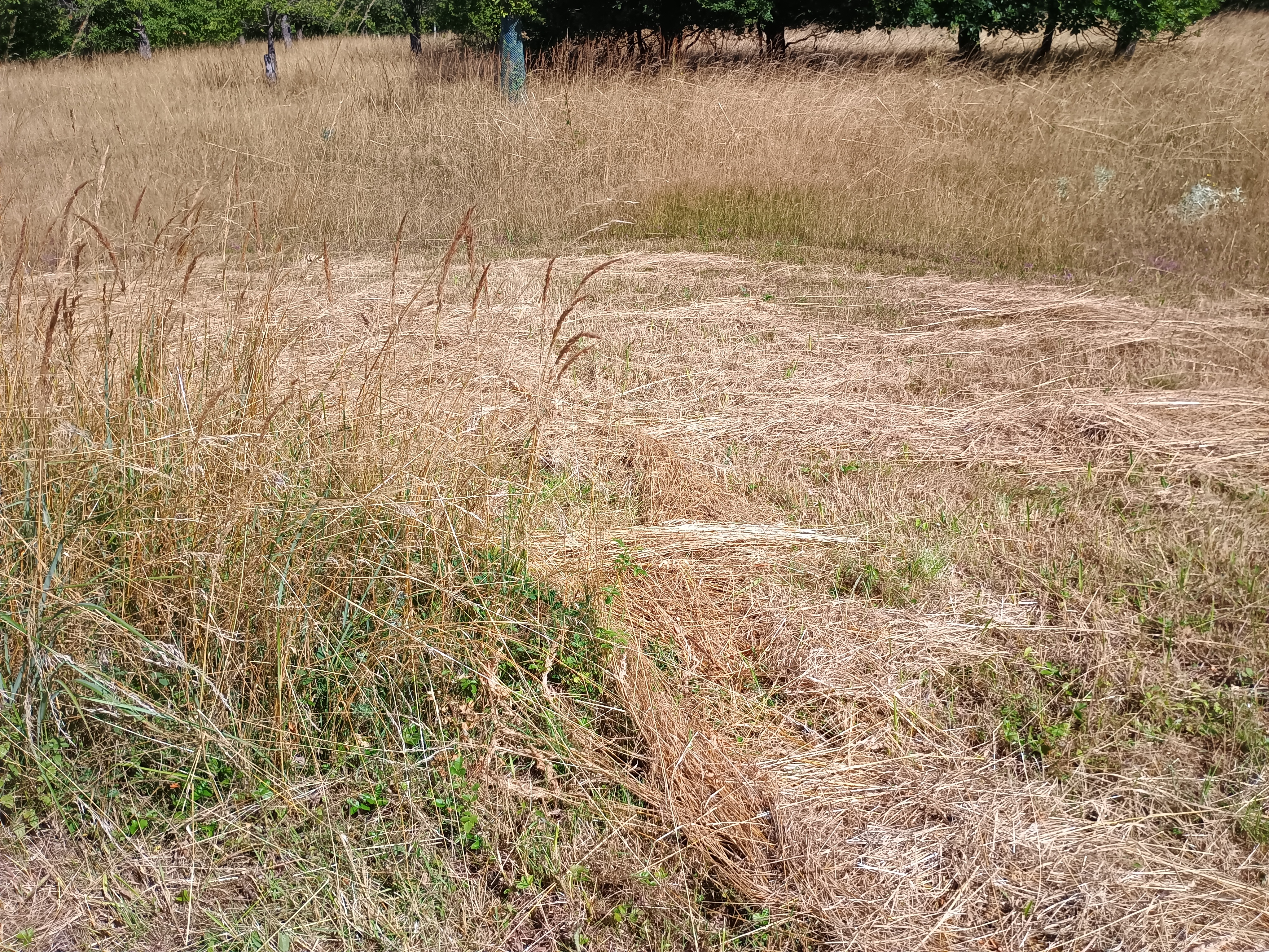 Sečení na Kosíři