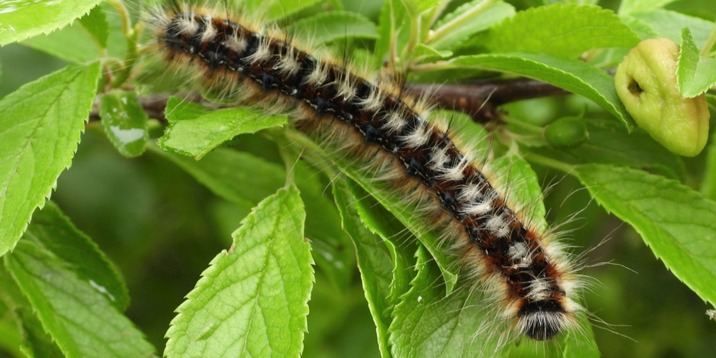 the eastern eggar moth (Eriogaster catax) - caterpillar