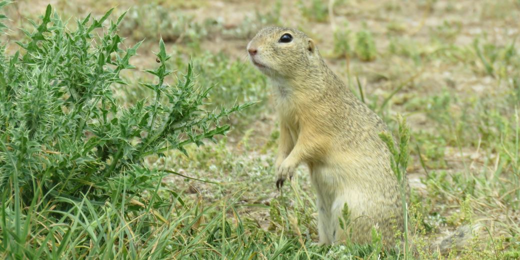 ground squirrels