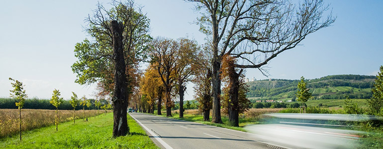 Mikulovská alej.