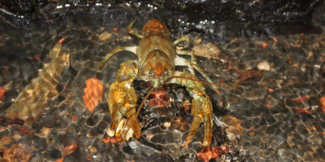 Stone Crayfish in water.