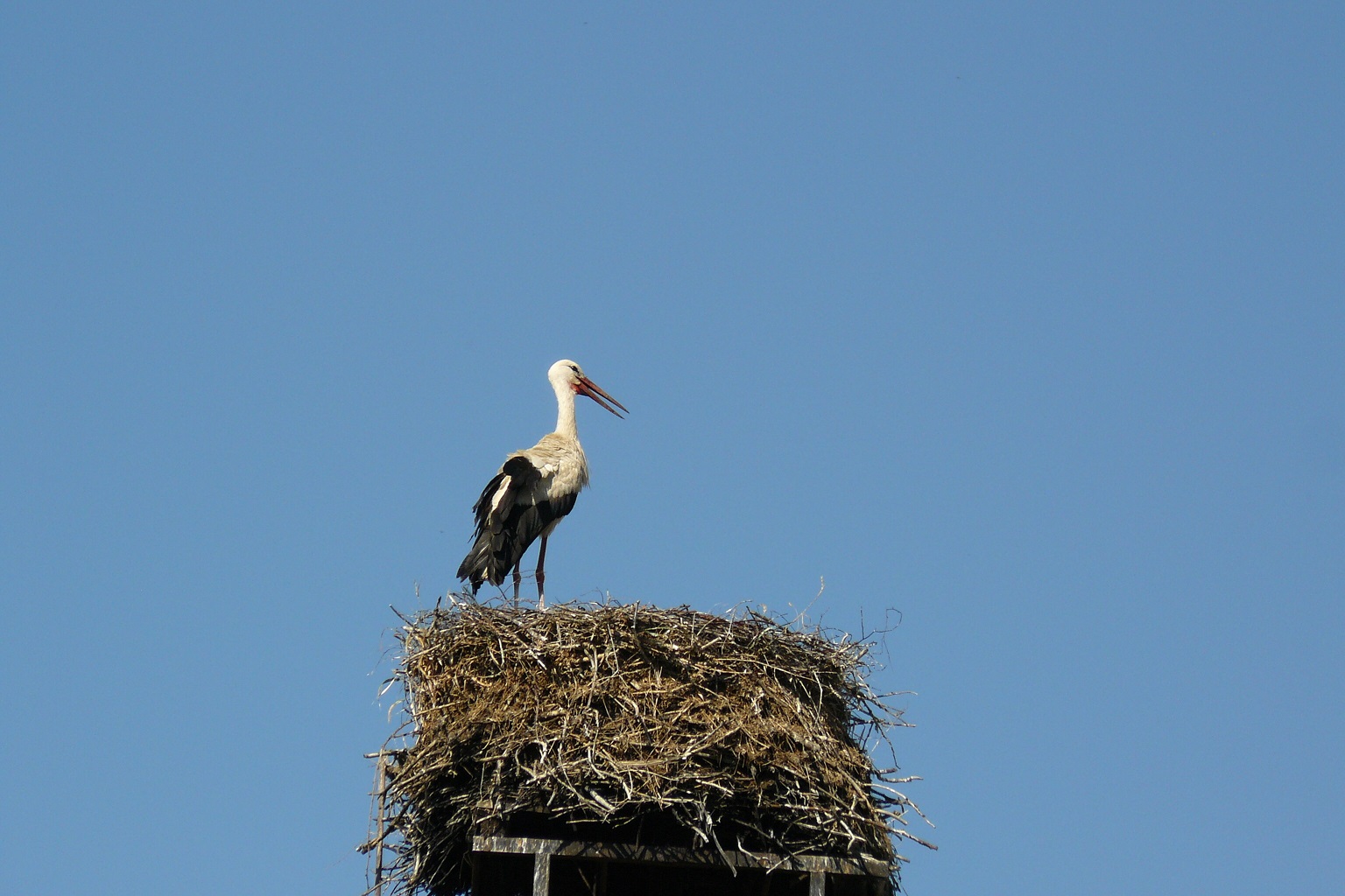 čáp bily na hnízdě