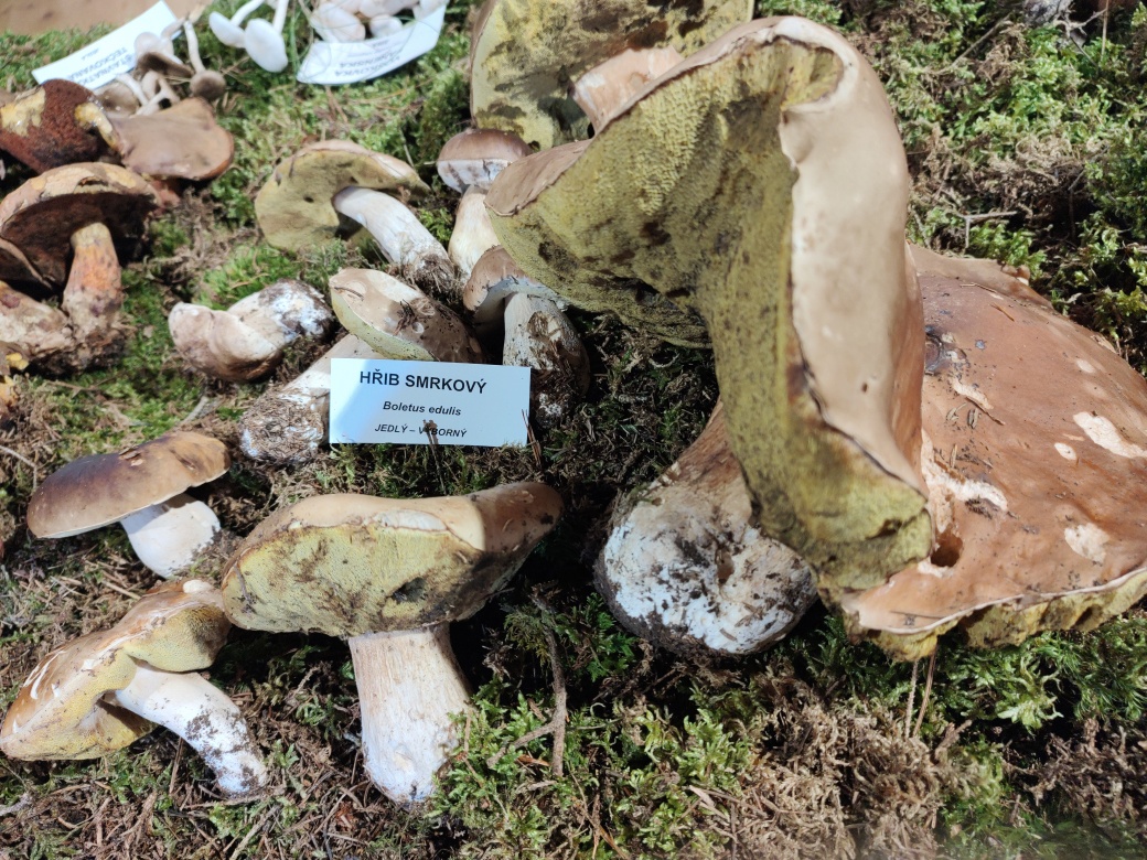 Hřib smrkový.