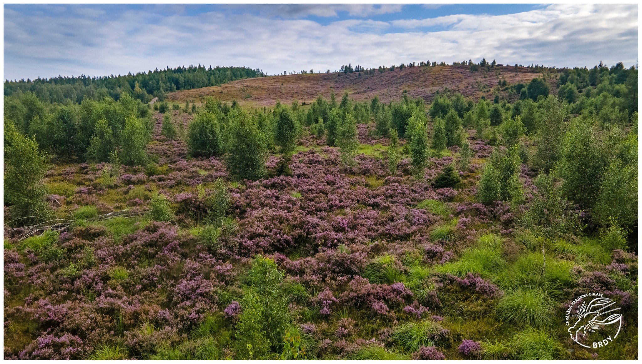 Dronový záběr na břízami zarůstající vřesoviště na dopadové ploše Tok.
