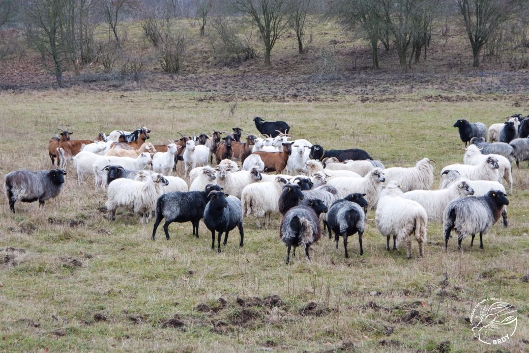Stádo ovcí na zimní louce se starou trávou a holými keři.