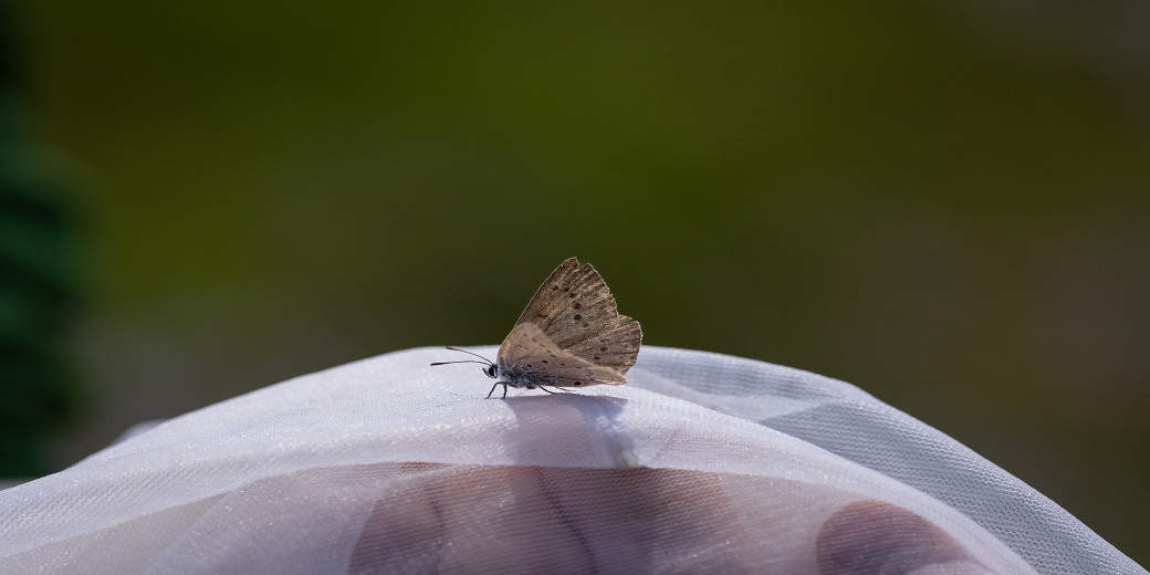 určování druhů foto Peter Drengubiak