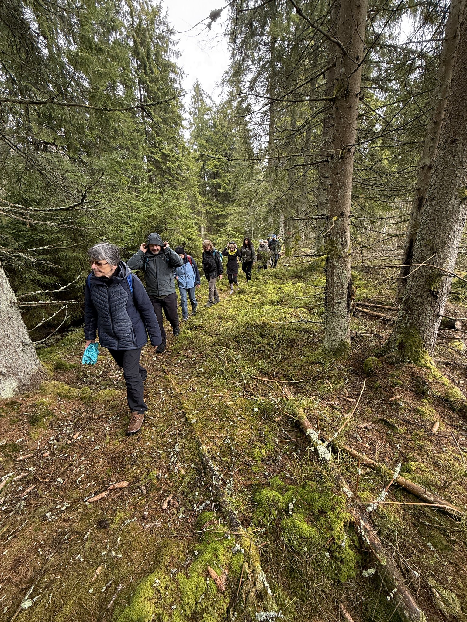 účastníci exkurze jdou lesem v PR Pavlova Huť