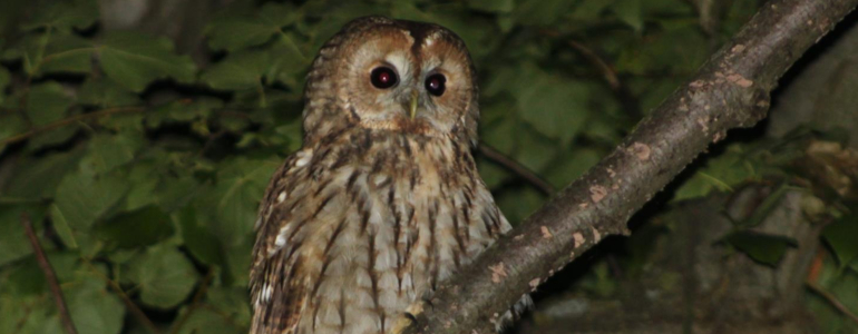 Soví houkání v Kokořínském Dole