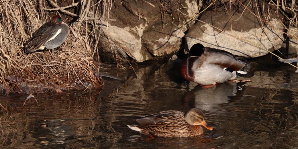 Odpočívající čírka obecná spolu s kachnami divokými.