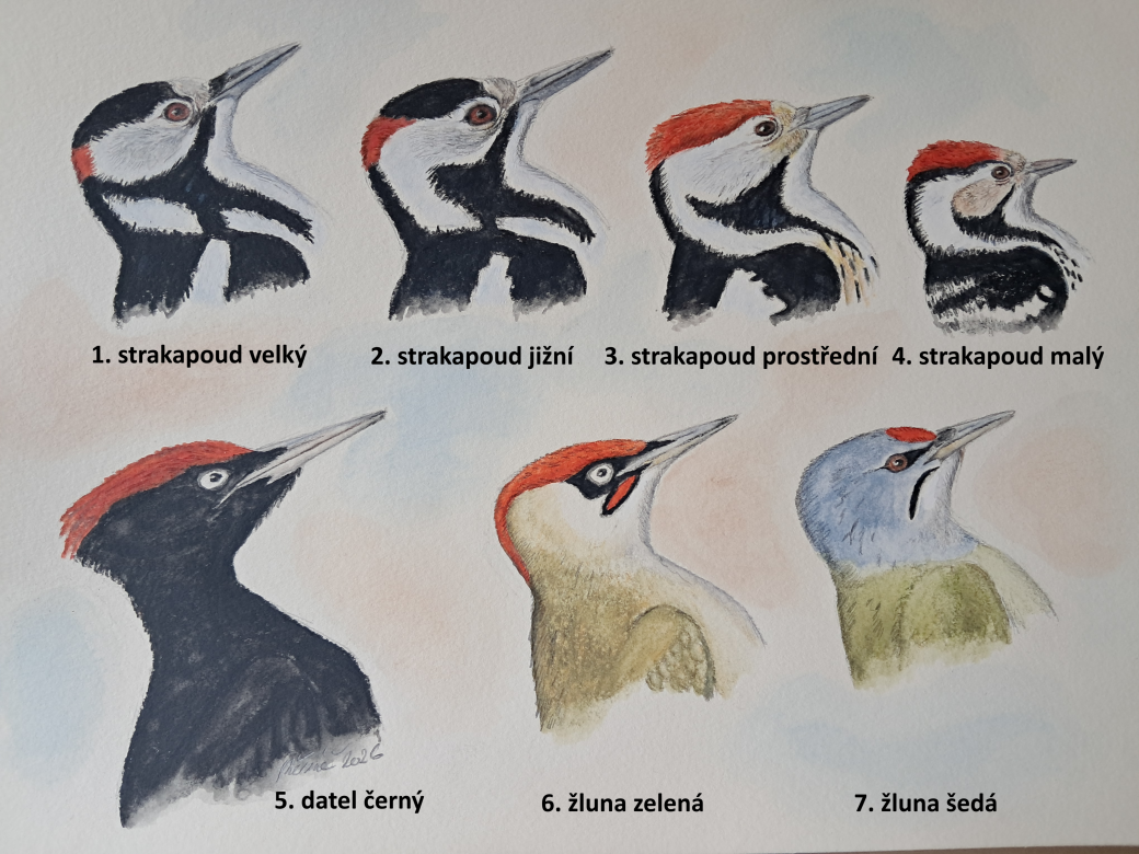 Nakreslení šplhavci, s popiskami