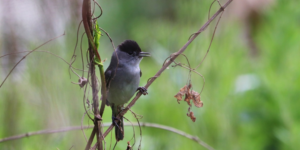 Pěnice černohlavá