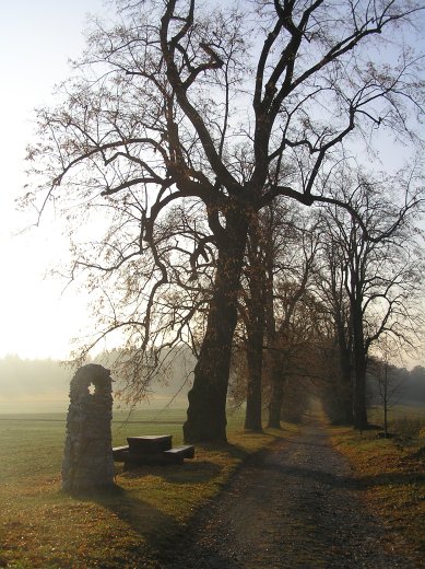 Novodvorská alej.