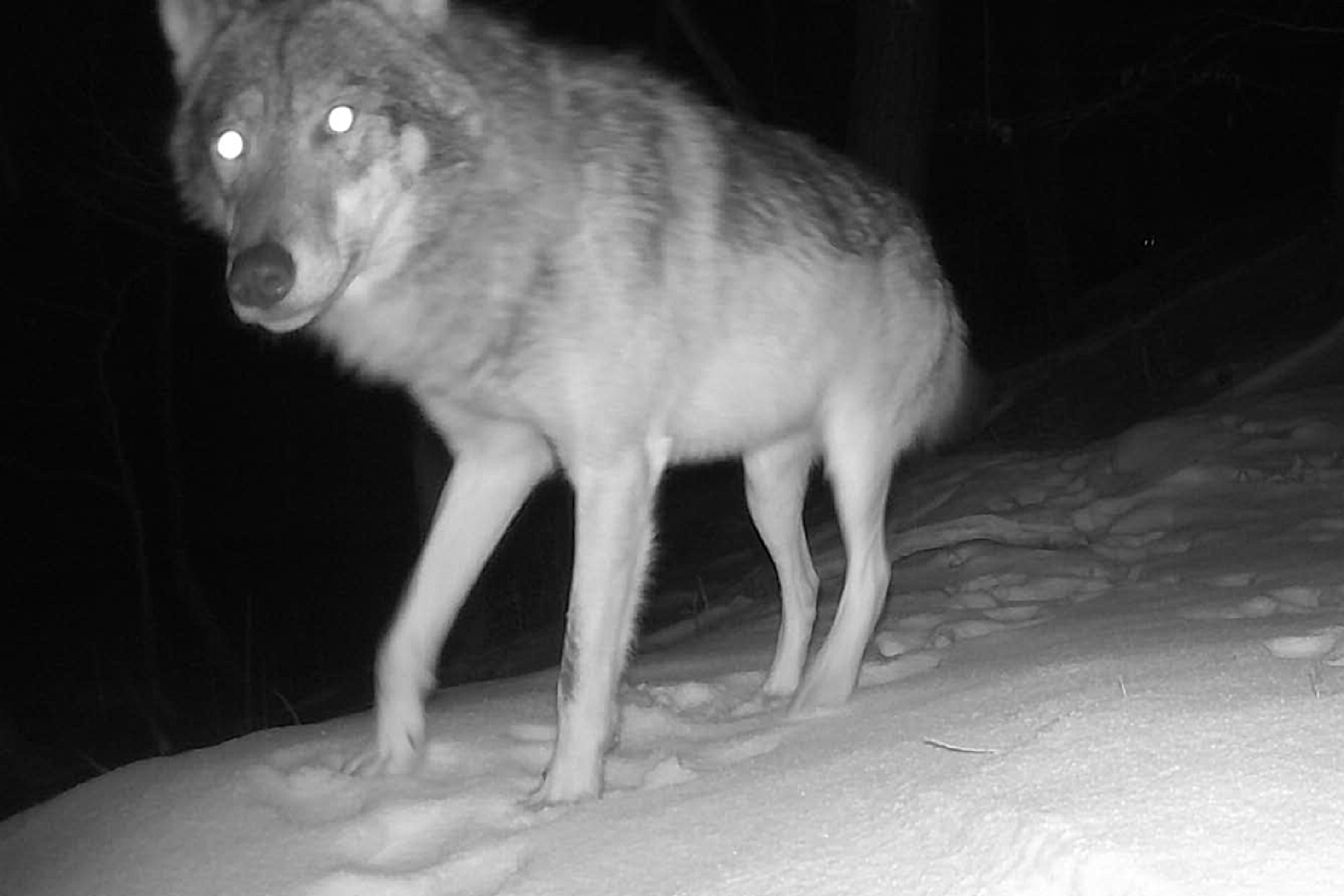 Vlk zachycený na fotopasti při monitoringu, foto: Jana Dvořáková