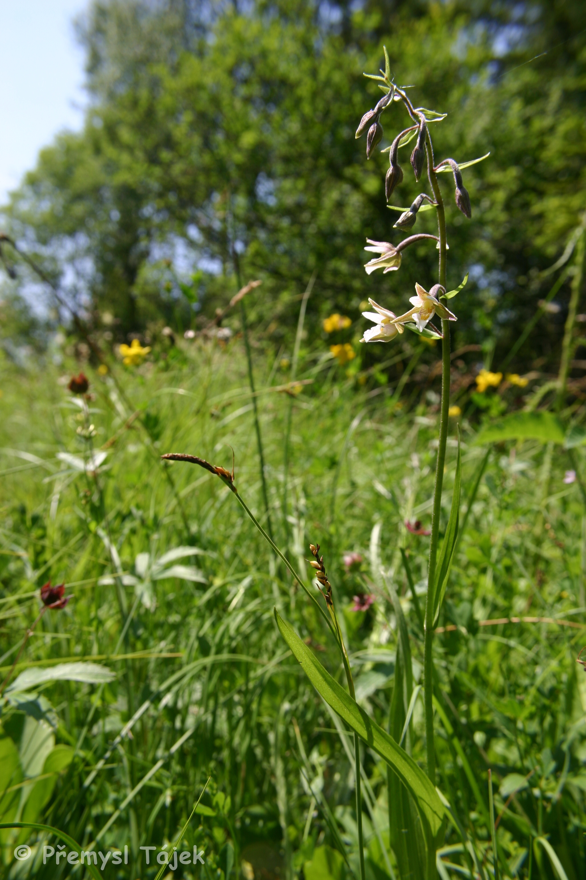 Kruštík bahenní_Tájek